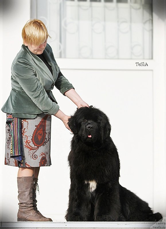 Фото: ньюфаундленд Акватория Келвин Фэйс Контрол (Aquatoriya Kelvin Fase Control)