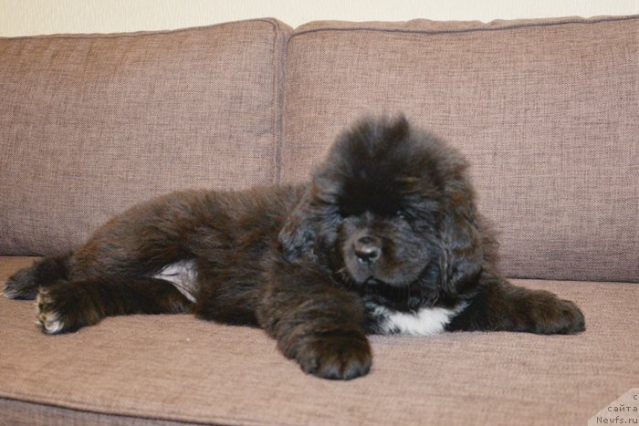 Фото: Бегущая по волнам Елегант Елизабет