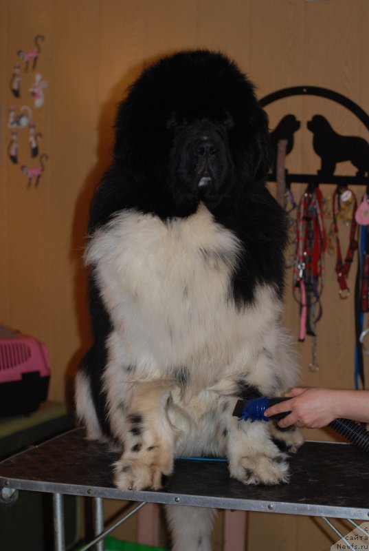 Фотография № 121960