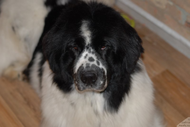 Фотография № 121961