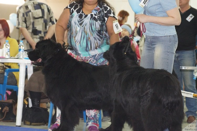 Фото: ньюфаундленд Лав Стори из Тихого Омута (Love Story iz Tihogo Omuta), ньюфаундленд Сент Джонс Улла для Кара Аюлар (Sent Djons Ulla for Kara Ayular)