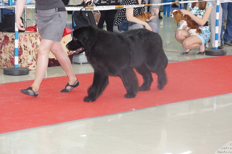 Фотография № 121978