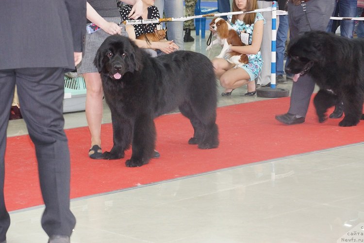 Фотография № 121979