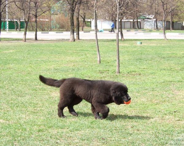 Фото: ньюфаундленд Сент Джонс Отрада