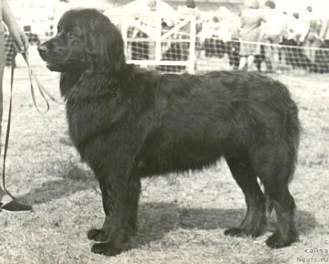 Фото: ньюфаундленд Кетти Сей