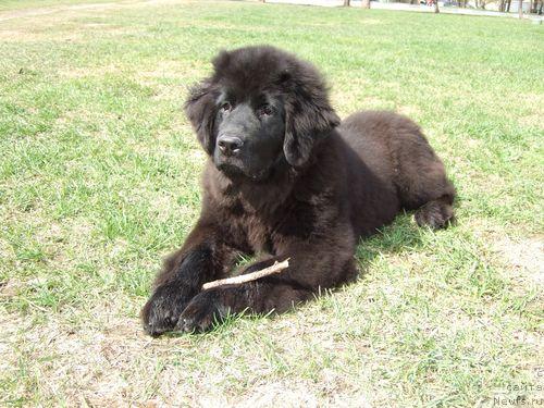 Фото: ньюфаундленд Сент Джонс Отрада