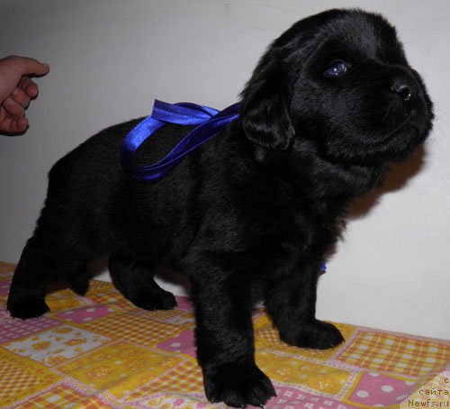 Фото: ньюфаундленд Инук Дю Дэн