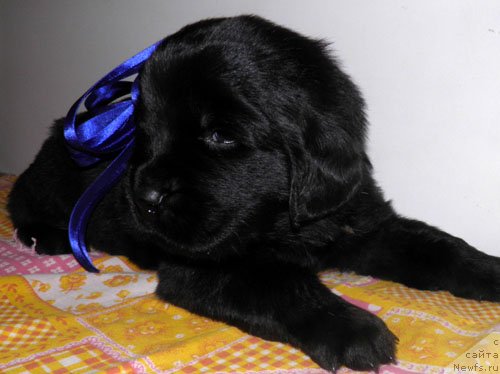 Фото: ньюфаундленд Инук Дю Дэн