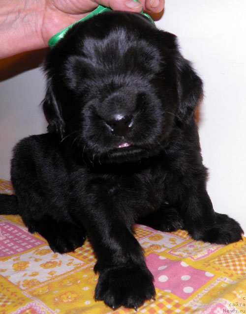 Фото: ньюфаундленд Илайджи Линкольн