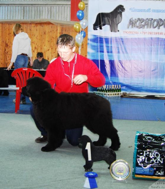 Фото: ньюфаундленд Акватория Келвин Зигмунд