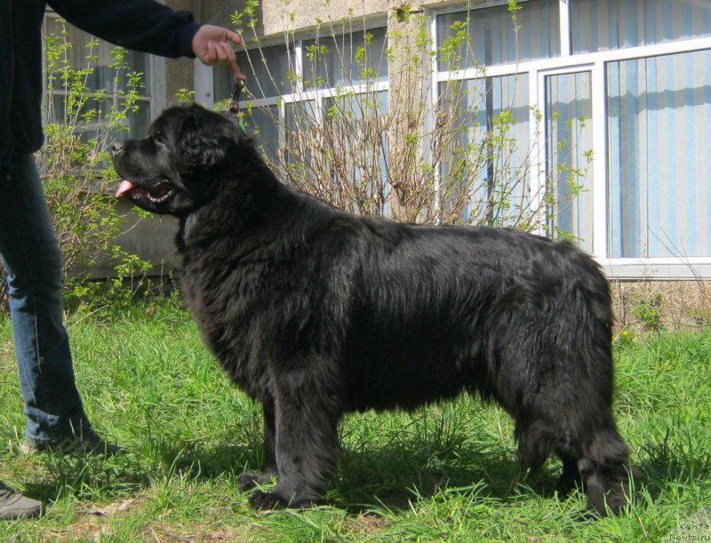 Фото: ньюфаундленд Сент Джонс Улла для Кара Аюлар (Sent Djons Ulla for Kara Ayular)