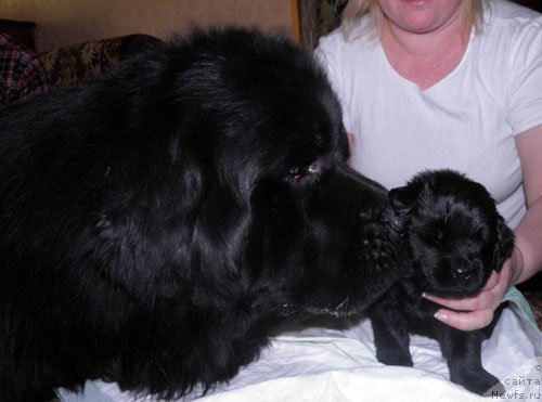 Фото: Дети, ньюфаундленд Zhdanny Syn Vialiki Miadzvedz, ньюфаундленд Джаконда