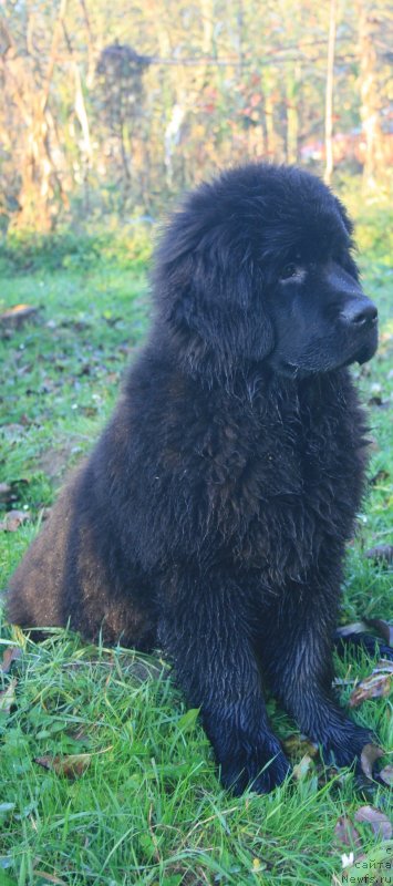 Фото: ньюфаундленд Соткана из Цветов Кара Дениз (Sotkana iz Tsvetov Kara Deniz)
