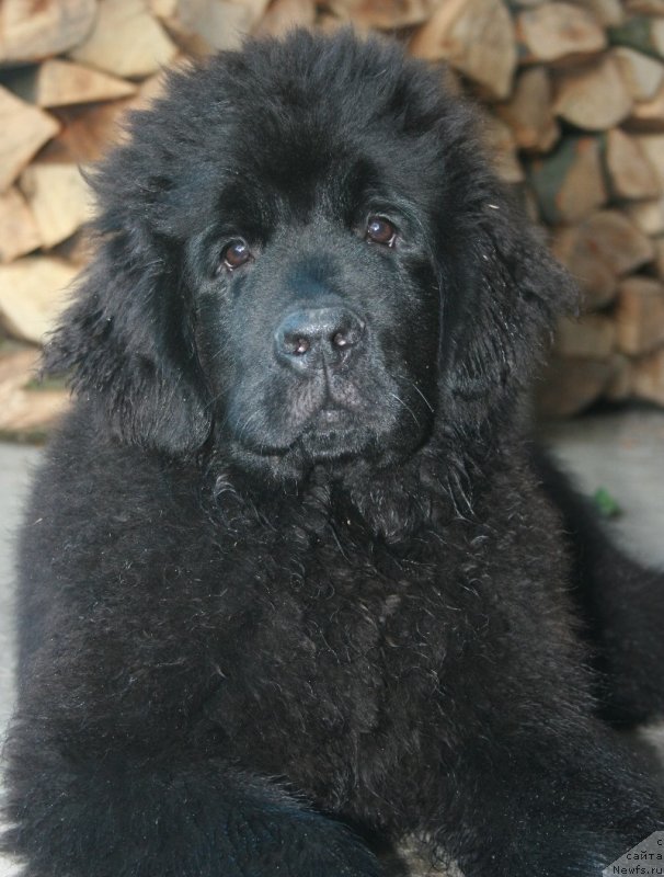 Фото: ньюфаундленд Соткана из Цветов Кара Дениз (Sotkana iz Tsvetov Kara Deniz)