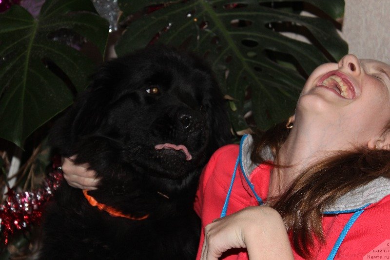 Фото: ньюфаундленд Сделана из Огня Кара Дениз (Sdelana iz Ognya iz Kara Deniz)