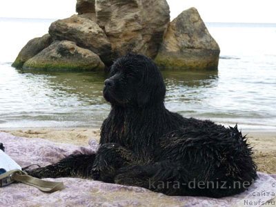 Фото: ньюфаундленд Канзас Кара Дениз (Kanzas Kara Deniz)