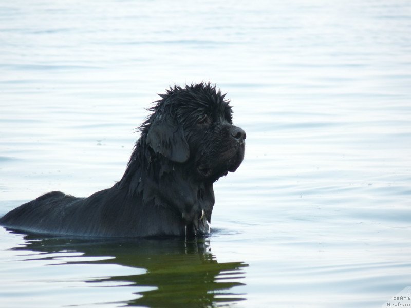 Фото: ньюфаундленд Канзас Кара Дениз (Kanzas Kara Deniz)