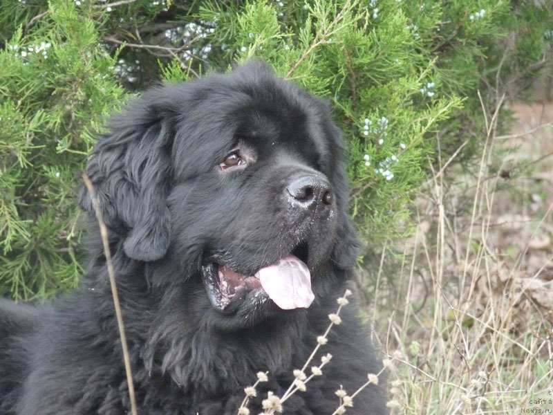 Фото: ньюфаундленд Канзас Кара Дениз (Kanzas Kara Deniz)