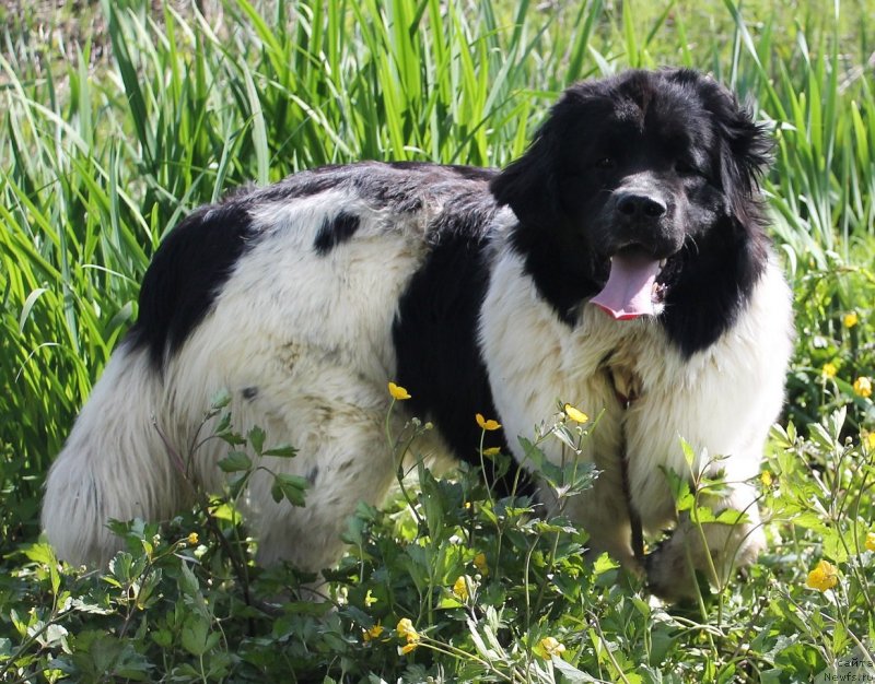 Фотография № 122049