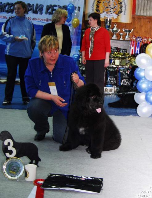 Фото: ньюфаундленд Акватория Келвин Зазноба (Aquatoriya Kelvin Zaznoba)
