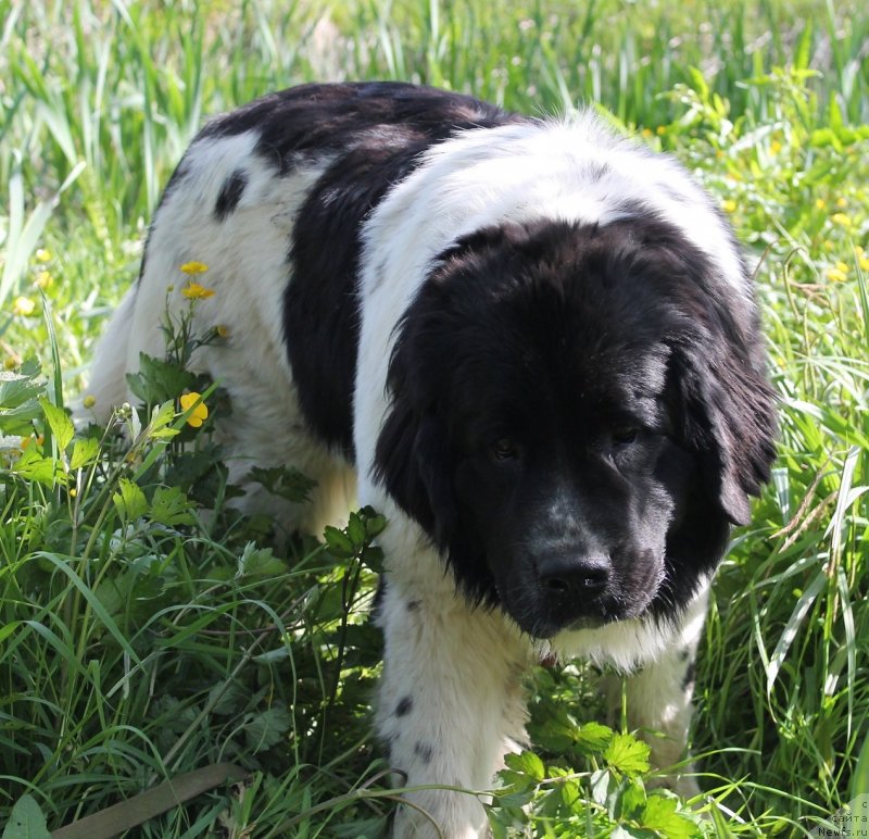 Фотография № 122053