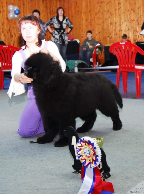 Фото: ньюфаундленд Акватория Келвин Заския