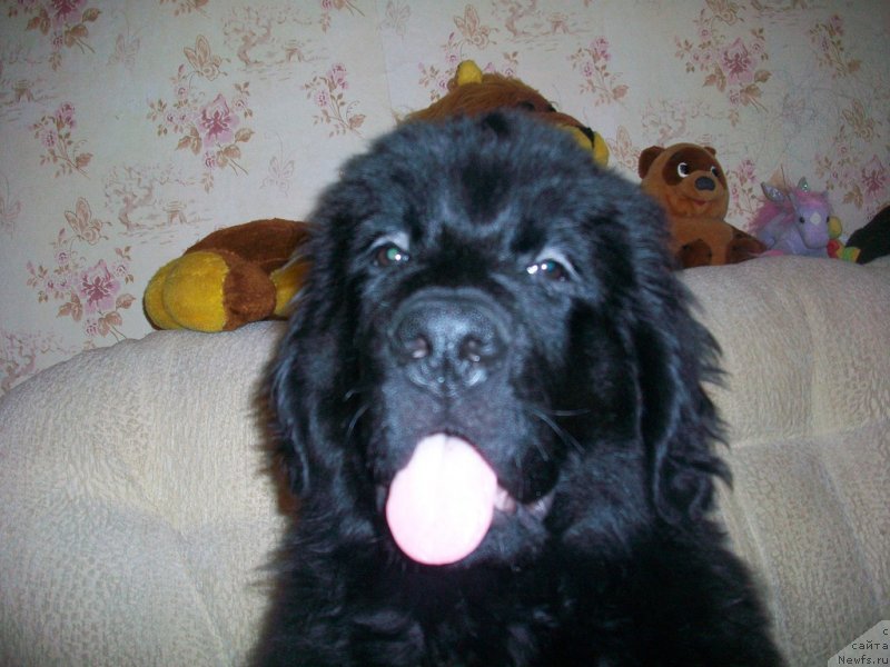 Фото: Черный Шарм Георгин