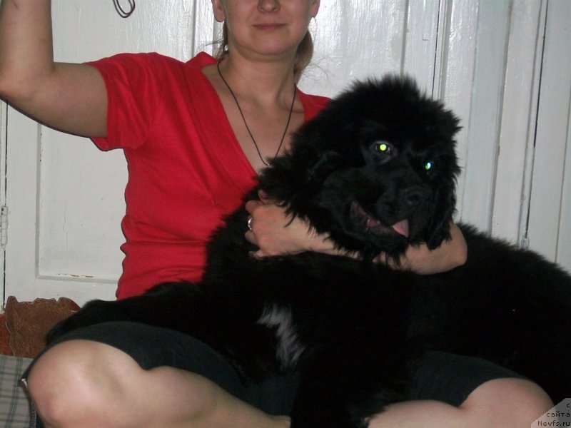 Фото: Черный Шарм Георгин