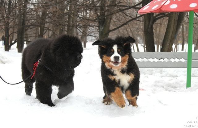 Фото: ньюфаундленд Дак Прайд Винтаж (Dark Pride Vintage)