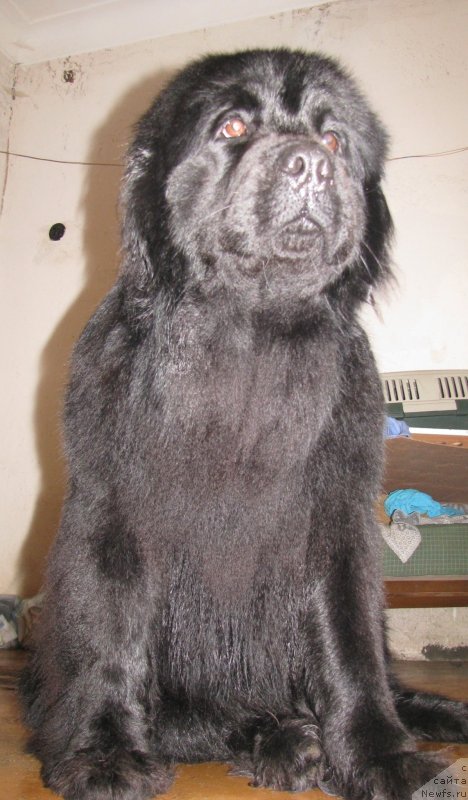 Собака породы ньюфаундленд стрижка