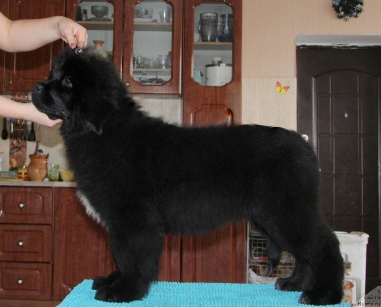 Фото: ньюфаундленд Акватория Келвин Цамбия