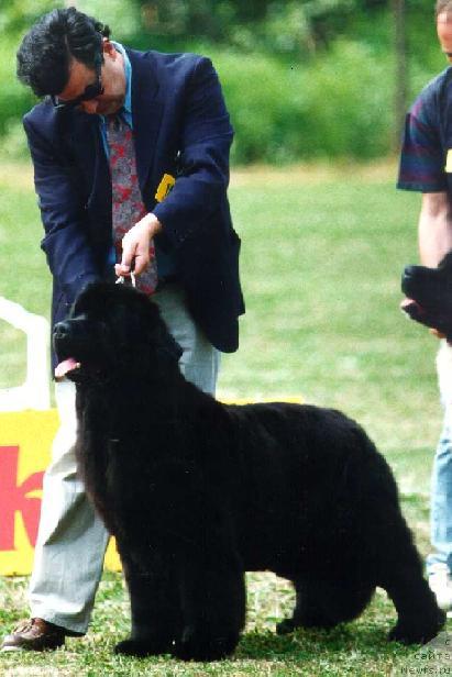 Фото: ньюфаундленд Twillin Gate Phaedra