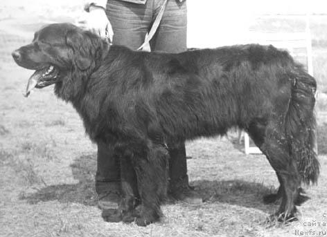 Фото: ньюфаундленд Кера Сей