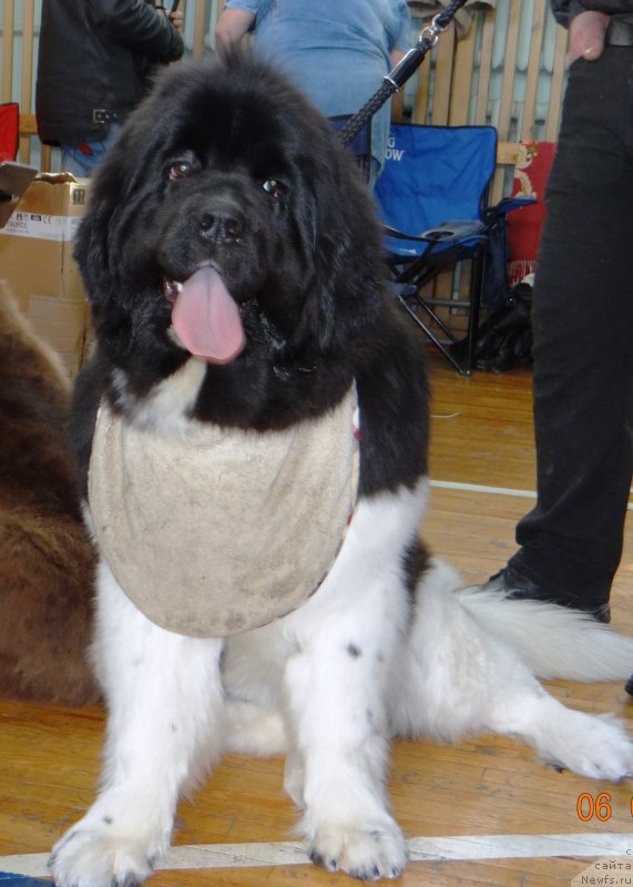 Фото: ньюфаундленд Фиаметтахауз Претти Дрим