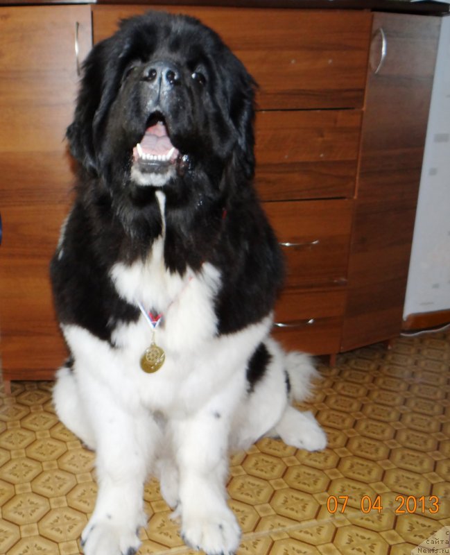 Фото: ньюфаундленд Фиаметтахауз Претти Дрим