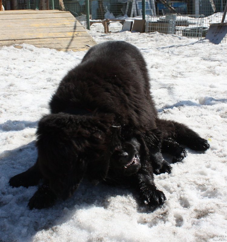 Фото: ньюфаундленд Соул оф Роуз Алистер, ньюфаундленд Соул оф Роуз Ассиа