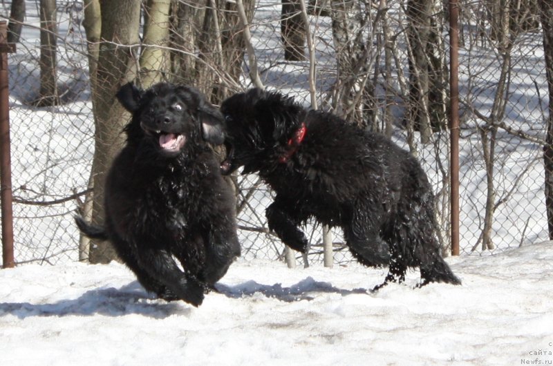 Фото: ньюфаундленд Соул оф Роуз Алистер, ньюфаундленд Соул оф Роуз Ассиа