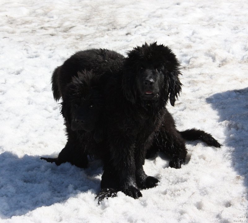Фото: ньюфаундленд Соул оф Роуз Алистер, ньюфаундленд Соул оф Роуз Ассиа