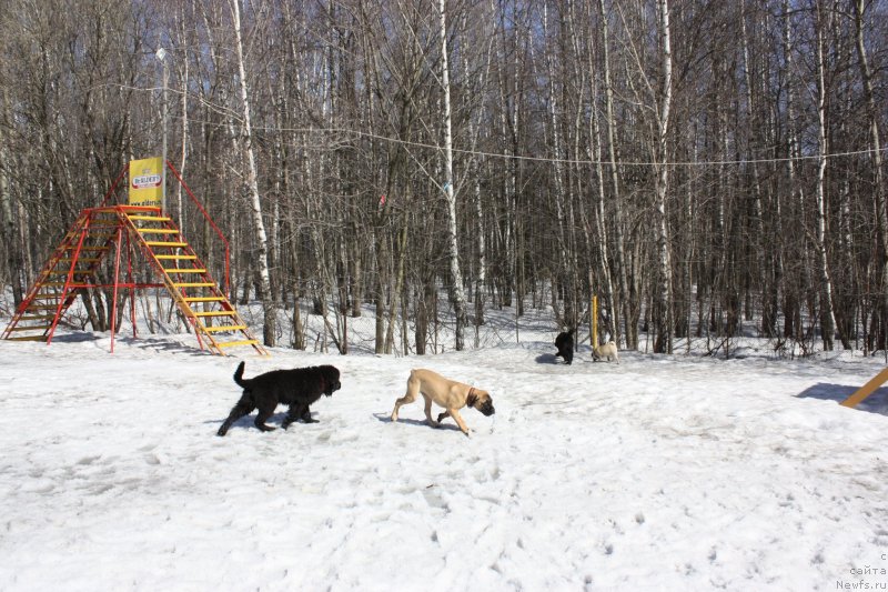 Фото: ньюфаундленд Соул оф Роуз Алистер, ньюфаундленд Соул оф Роуз Ассиа