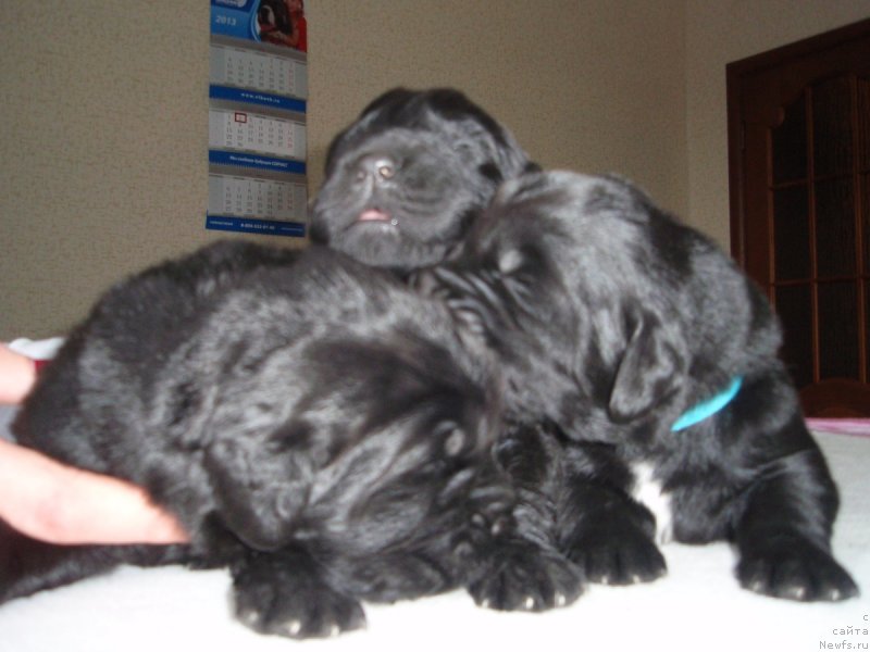 Фото: ньюфаундленд Аллегро Ассаи Луна