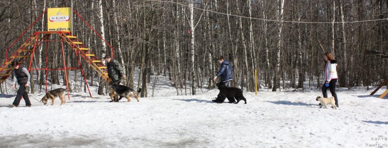 Фото: ньюфаундленд Соул оф Роуз Алистер