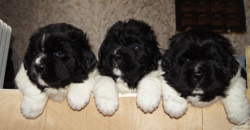 Фото: ньюфаундленд Супер Бизон Куба, ньюфаундленд Супер Бизон Конжак, ньюфаундленд Супер Бизон Космос (Super Bizon Cosmos)