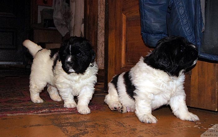 Фото: ньюфаундленд Супер Бизон Космос (Super Bizon Cosmos), ньюфаундленд Супер Бизон Куба