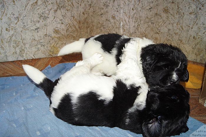 Фото: ньюфаундленд Супер Бизон Космос (Super Bizon Cosmos), ньюфаундленд Супер Бизон Куба