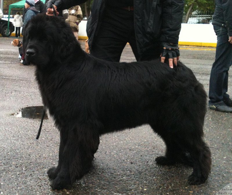 Фото: ньюфаундленд Маритана из Племени Кедра