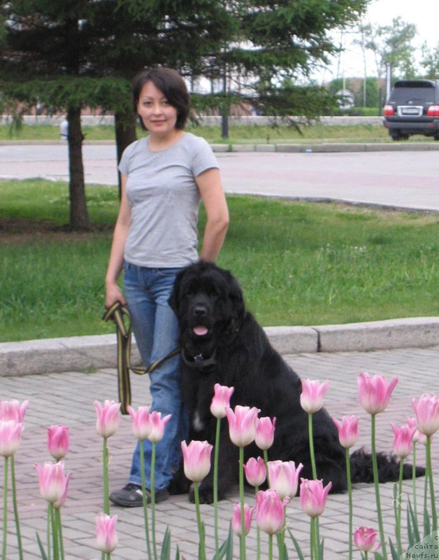 Фото: ньюфаундленд Маритана из Племени Кедра