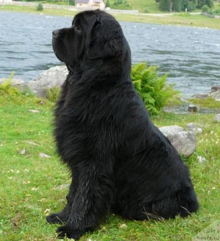 Фото: ньюфаундленд Симуран от Сибирского Медведя
