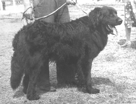 Фото: ньюфаундленд Янгри Баги