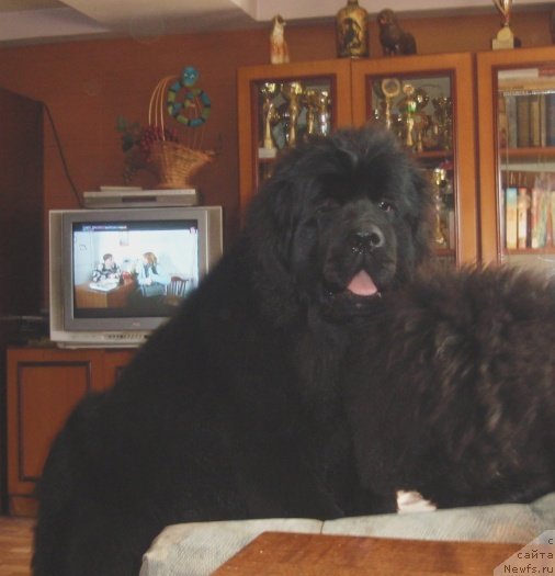 Фото: ньюфаундленд Ньюфорт Царица Ночи