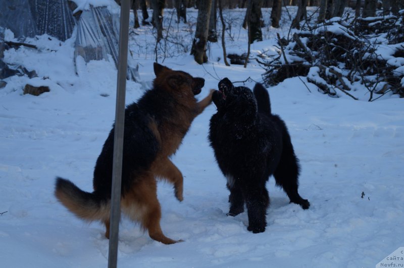 Фото: ньюфаундленд Чарующий Чезарио (Charuyuschiy Chezario)